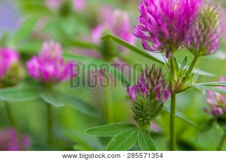 Floral Summer Background, Soft Focus. Blooming Clover. Blurred Background.