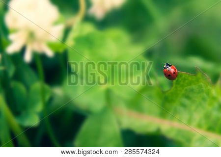 Floral Summer Background, Soft Focus. Blooming Clover. Blurred Background. Ladybug