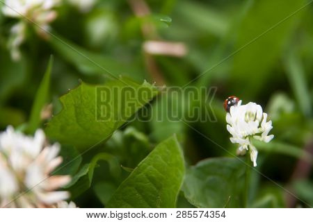 Floral Summer Background, Soft Focus. Blooming Clover. Blurred Background. Ladybug