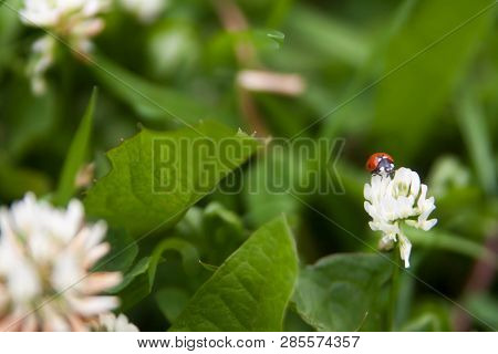 Floral Summer Background, Soft Focus. Blooming Clover. Blurred Background. Ladybug