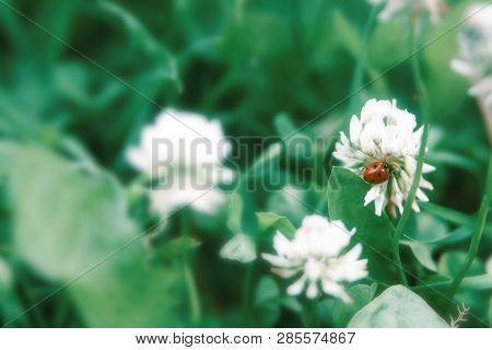 Floral Summer Background, Soft Focus. Blooming Clover. Blurred Background. Ladybug