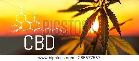 Organic Cannabis Leaf Cbd. Concept Of Herbal Alternative Medicine, Cbd Oil, Pharmaceptical Industry.