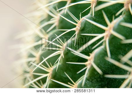 Cactus Family, Close-up Barrel Cactus. Thorn Cactus Texture Background, Close Up