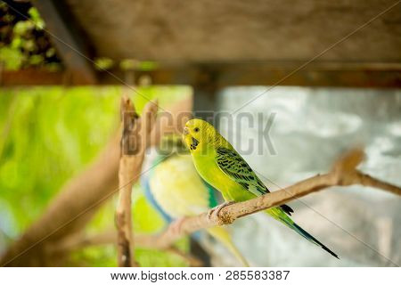Green Budgerigar Parrot Close Up Sits On Tree Branch In Cage.