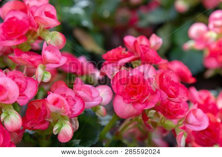 Begonia Big Flower