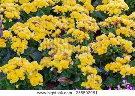 Begonia Big Flower