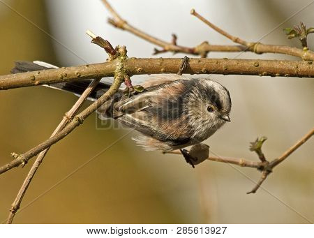 Long-tailed Tit Feeding In Trees In Local Woodlands