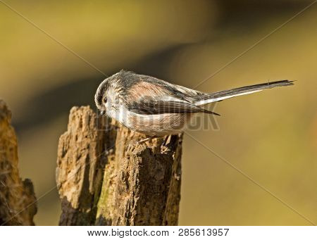 Long-tailed Tit Perched On Tree In Local Woodlands