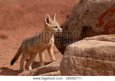 Kit Fox pentu jäillä