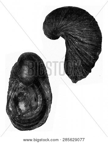 Gryphaea arcuata, vintage engraved illustration. From the Universe and Humanity, 1910.