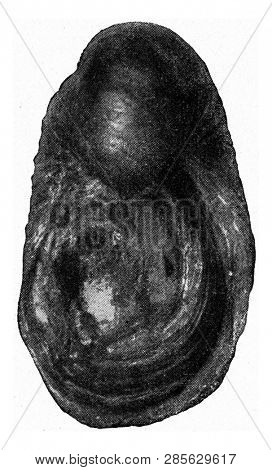 Gryphaea arcuata, vintage engraved illustration. From the Universe and Humanity, 1910.
