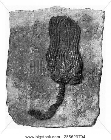 Fossil encrine of American Carboniferous limestone, vintage engraved illustration. From the Universe and Humanity, 1910.
