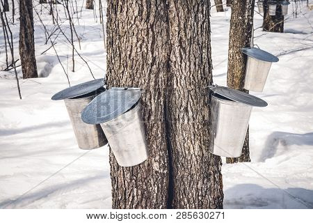 Maple Trees With Buckets Attached To Them To Collect Sap. Maple Syrup Production Season In Quebec, C