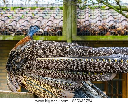 Beautiful Great Argus Pheasant, View On His Behind With Beautiful Feathers, Tropical Bird From The J