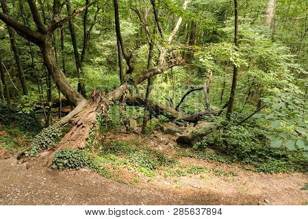 Hardly Passable Forest.
Mountain Views Of The Crimea In The Area Of The Village Of Lavender.