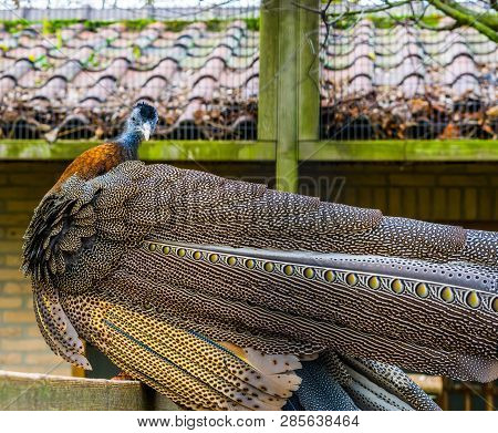 Beautiful Portrait Of A Male Great Argus Pheasant, Back View With Beautiful Feathers, Tropical Bird 