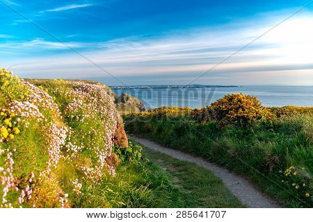Spring Flowering Wild Flowers Sea Thrift, Kindey Vetch, Birds Foot Trefoil And Silverweed With A Blu