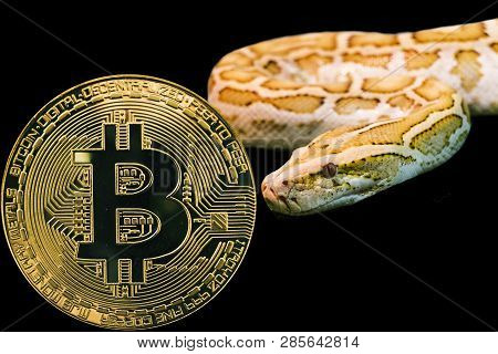 Concept Yellow Snake And Coin Cryptocurrency Btc. Bitcoin