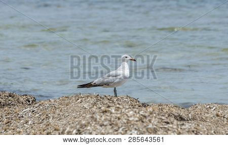 Audouin Gull, Larus Audouinii. It Is An Endangered Gull Restricted To The Mediterranean And The West