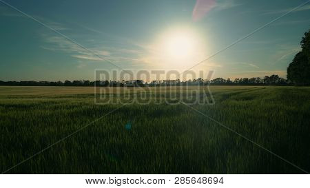 View On The Green Wheat Field In Sunset. Nature In Spring Season Evening Time. Landscape Without Peo