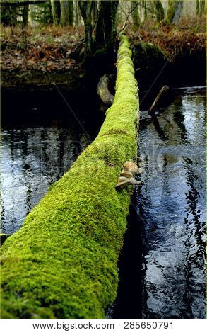 Green Road. We Must Find Soft Natur Way To Reach Sustainable And Ecological Solutions. A Tree That H