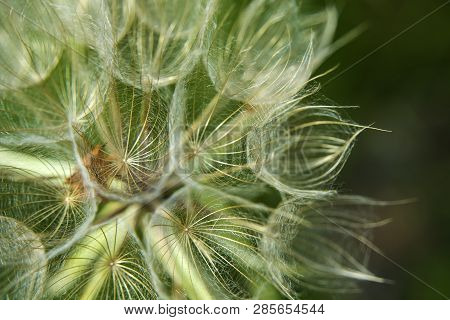 Meadow Salsify On A Green Background - Closeup