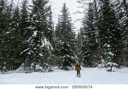 A Young Woman Snowshoeing Through The Forests Of Fernie Mountain Provincial Park, British Columbia, 
