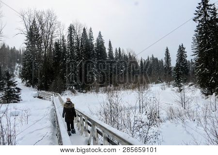 A Young Woman Snowshoeing Through The Forests Of Fernie Mountain Provincial Park, British Columbia, 