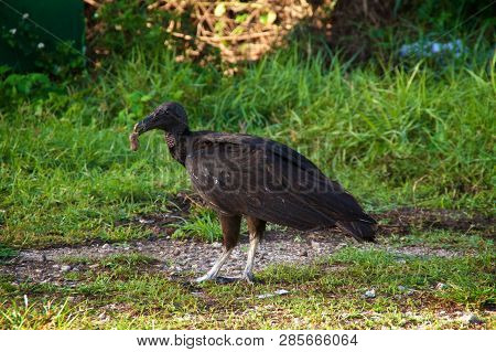 Close Up Eye Level View Of A Large American Black Headed Vulture Eating Something Large Hanging From