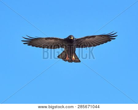 The Alpine chough or yellow-billed chough (Pyrrhocorax graculus) flying