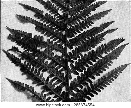 Aspidium filix mas, vintage engraved illustration. From the Universe and Humanity, 1910.