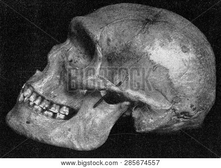 Side view of the same skull of a primitive Australian with very pronounced supraorbital bulges, vintage engraved illustration. From the Universe and Humanity, 1910.