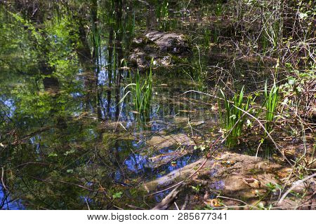 View Of The Karst Submerged River In The Doberdò Lake