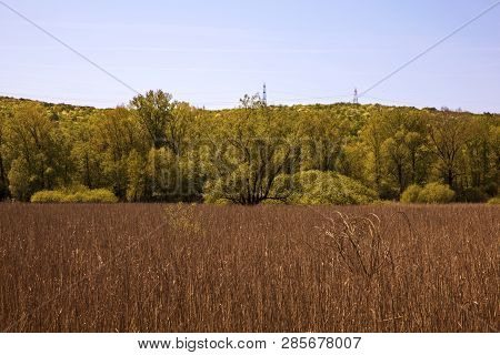 Rushes In The Nature Reserve Of Doberdò, Italy