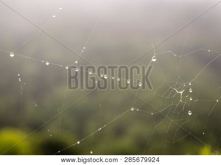 Drops Of Dew Covered Spiderwebs In The Grass At Sunrise With Fog At Background. Ponga, Asturias, Spi