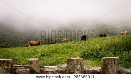 A Grazing Herd Of Cows In The Foggy Morning On A Meadow . Ponga, Asturias, Spain, Europe.