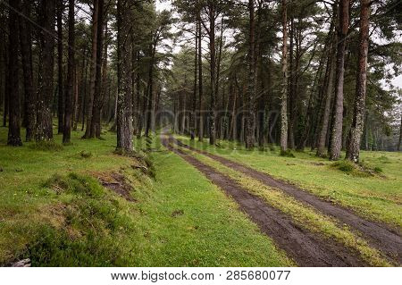 Winding Dirt Gravel Road Through Sunny Green Pine Forest Illuminated By Sunbeams Through Mist, Ponga