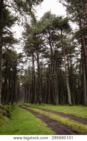 Winding Dirt Gravel Road Through Sunny Green Pine Forest Illuminated By Sunbeams Through Mist, Ponga