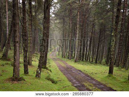 Winding Dirt Gravel Road Through Sunny Green Pine Forest Illuminated By Sunbeams Through Mist, Ponga