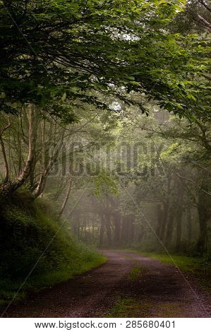 Winding Dirt Gravel Road Through Sunny Green Deciduous Forest Illuminated By Sunbeams Through Mist, 