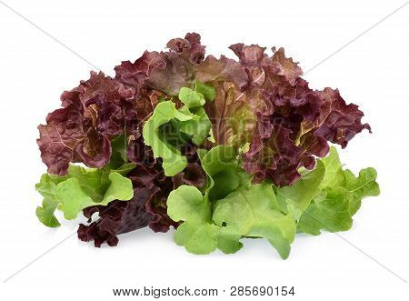Fresh Red And Green Coral Salad Or Red Lettuce Isolated On The White Background