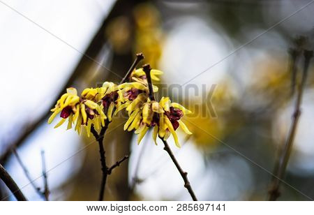 First Spring Flowers