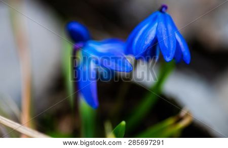 First Spring Flowers