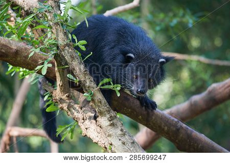 Chiang May, Thailand - July 20, 2018: Binturong (arctictis Binturong) On A Tree In The Sunny Afterno