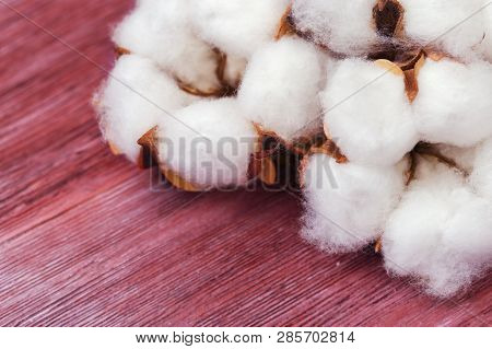 Spa Concept. Fluffy Cotton Flowers On Natural Rustic Wooden Background. Natural Fon With Copy Space.