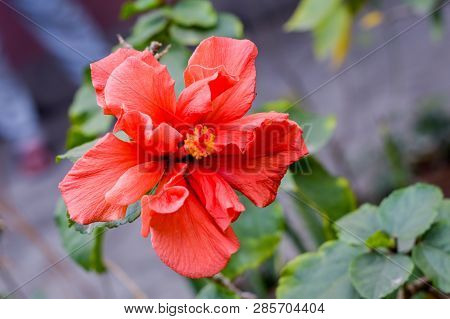 One Chaba Flower (hibiscus Rosa-sinensis) Chinese Rose, Red Color, Blooming During Morning Sunlight.