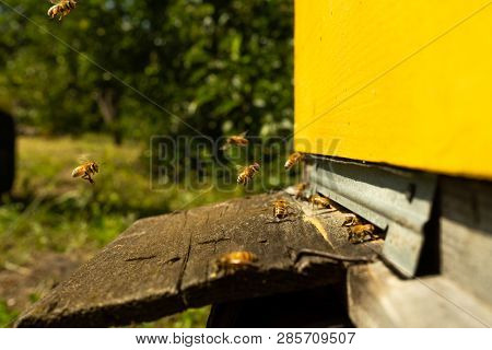 Bees Fly To The Hive And Carry Pollen One After The Other In Summer Days