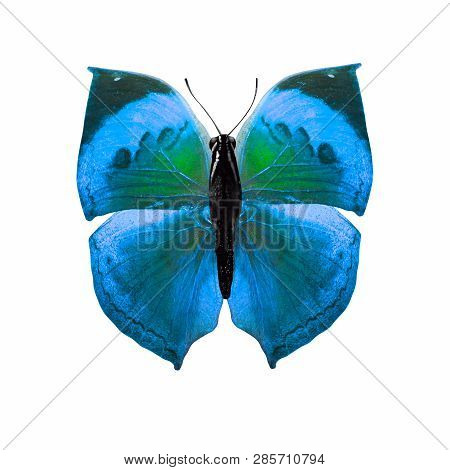 Tropical Blue Butterfly. Isolated On White Backgroundblue Butterfly. Isolated On White Background