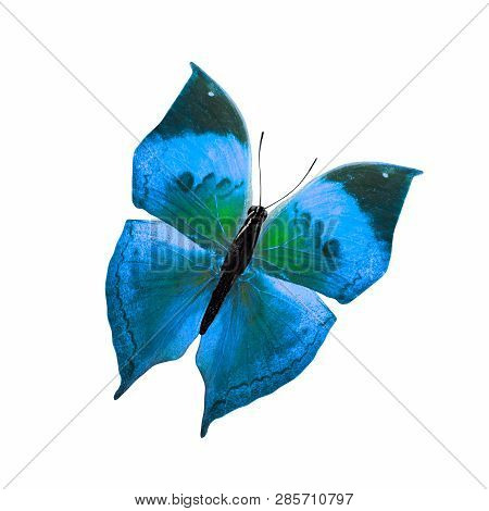 Tropical Blue Butterfly. Isolated On White Backgroundblue Butterfly. Isolated On White Background