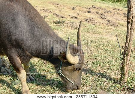 Thai Buffalo Feeding Grass On Field In Thailand Upcountry